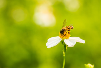 Bee eating pollen of flower in the field, Chiangmai Thailand