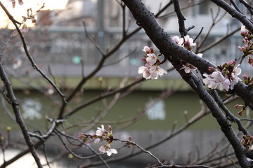 神奈川県 横浜市 大岡川沿いの桜	
