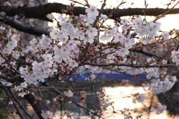神奈川県 横浜市 大岡川沿いの桜	
