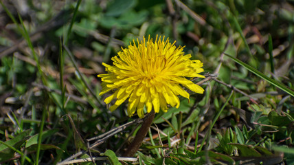 Yellow flower. Dandelion bloomed. Copy space. Close up photo. Plant with medicinal properties