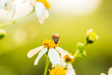Bee eating pollen of flower in the field, Chiangmai Thailand