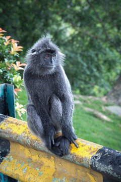 Silvered Leaf Monkey 