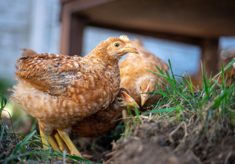 Dominant Red barred chicken looking for food in the  garden with grass