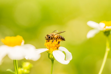 Bee eating pollen of flower on the tree, Chiangmai Thailand