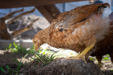 Dominant Red barred chicken looking for food in the  garden with grass