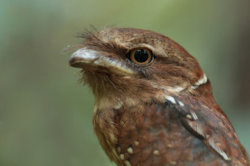 Closeup Gould's frogmouth (Batrachostomus stellatus), uprisen angle view, head shot, in the morning sitting on the branch in tropical moist lowland forest in Wildlife Sanctuary, southern Thailand.