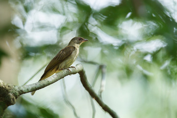 Naklejka na ściany i meble Beautiful adult Malaysian honeyguide (Indicator archipelagicus), high angle view, side shot, perching on the curve branch in lowland broadleaved forest in Wildlife Sanctuary, southern Thailand.