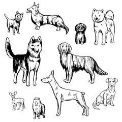 Hand drawn dogs.  Vector sketch  illustration.