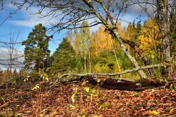 Autumn time, with falling leaves and yellow trees in the Russian outback, on the river bank.