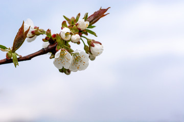 Branch with cherries flowers on a background of cloudy sky. Cherry tree branch with blooming flowers and buds close-up. Front view, place for text, Copy space.