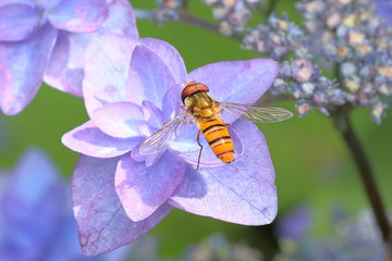 Hoverfly on hydrangea