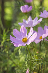 Delicate Pink Cosmea Flowers In Sunlight