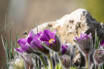 Bienen im Anflug auf lila Kuhschellen