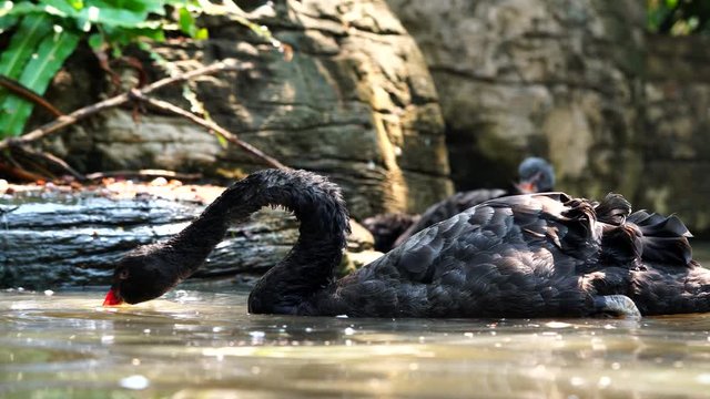 Black goose find food in the canal