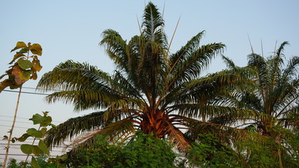 Sunset landscape with  palm trees