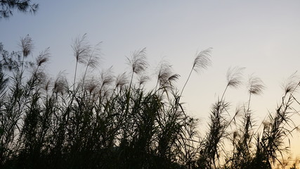 Obraz premium The Grass flowering at sunset