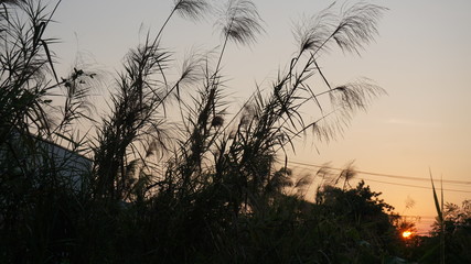 The Grass flowering at sunset