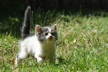 Curious little kitten play in the grass. Little kitty play outside
