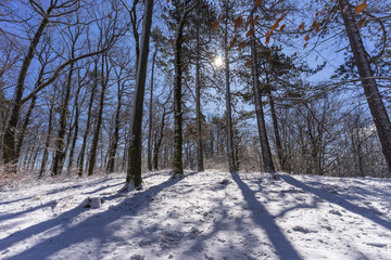 Verschneider Wald  im M&auml;rz