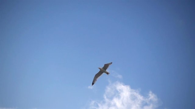 A seagull flies in slow motion in a blue sky.