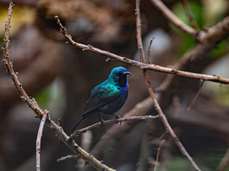 A male Orange-Tufted Sunbird (Cinnyris osea), a type of old world hummingbird, looking around and showing his tongue.