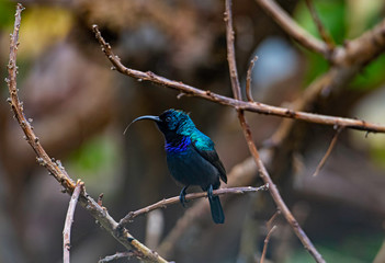 A male Orange-Tufted Sunbird (Cinnyris osea), a type of old world hummingbird, looking around and showing his tongue.