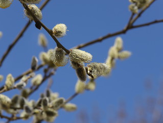 willow branches with catkins