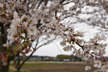 桜