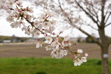 Naklejka premium 桜