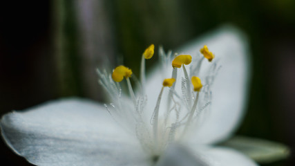close up of white flower
