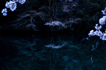 風のない水面と桜の木
