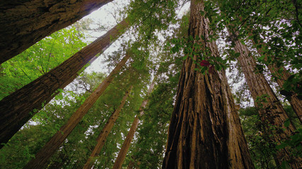 The Giant red Cedar trees at Redwoods National Park