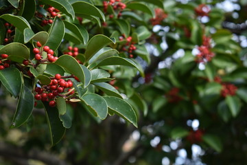 Red Berries on a Tree