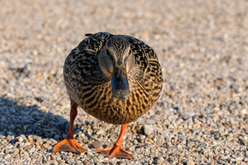 Female of an adult mallard duck (Anas platyrhynchos)