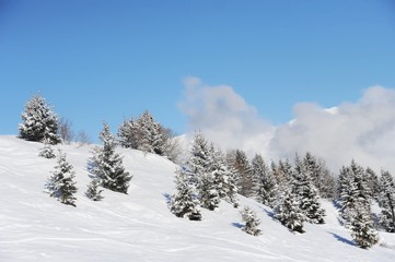 Fototapeta na wymiar Winter scenery with pine trees and snowy slope 