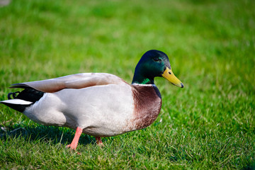 Adult Mallard Duck (Anas platyrhynchos)