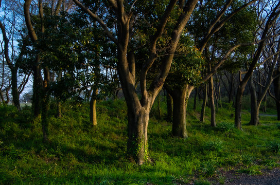 綺麗な青空と木 © SUGICK