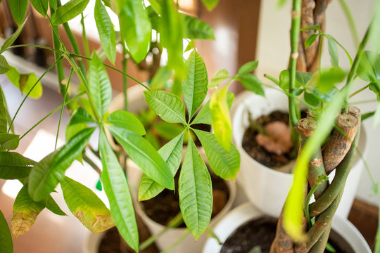 A view of leaves from a money tree.