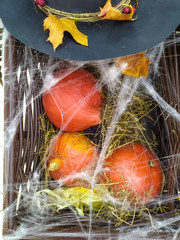 Pumpkins of different colors, small, lying in a dark box on straw and leaves in an artificial web, Halloween card