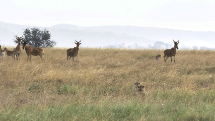 hartebeest become nervous as a cheetah pair stalk them in serengeti