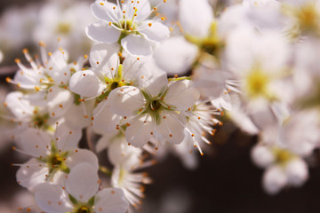 Obraz premium A lot of small white flowers on a tree in warm and sunny spring day