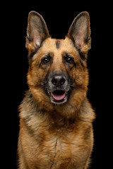 Closeup Portrait of Gazing German Shepherd Dog on Isolated Black Background