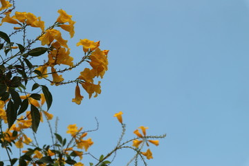autumn yellow flower against blue sky.