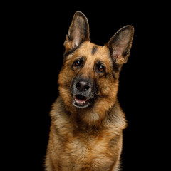 Portrait of Cute German Shepherd Dog Turning head on Isolated Black Background