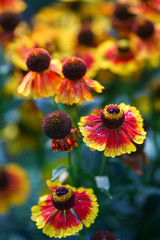 Closeup of beautiful red and yellow helenium flowers in the perennial border of the cottage garden.