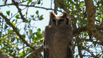 close view of a giant eagle owl at serengeti