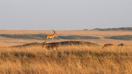 impala on a mound stands guard at masai mara in kenya