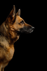 Portrait of German Shepherd Dog in Profile view on Isolated Black Background