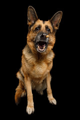German Shepherd Dog with Funny Face Sitting and Catching treat on Isolated Black Background