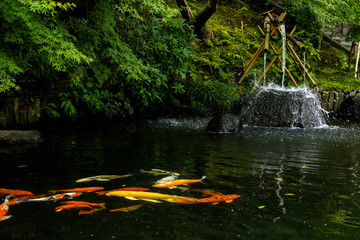 water falling from bamboo pipe in the garden,Japan.